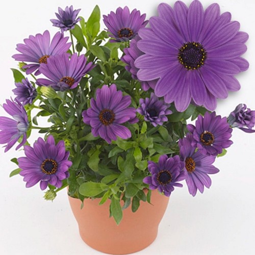 Osteospermum ecklonis 'Erato® Compact Blue' - Eckloni kuldkakar 'Erato® Compact Blue' P9/0,55L
